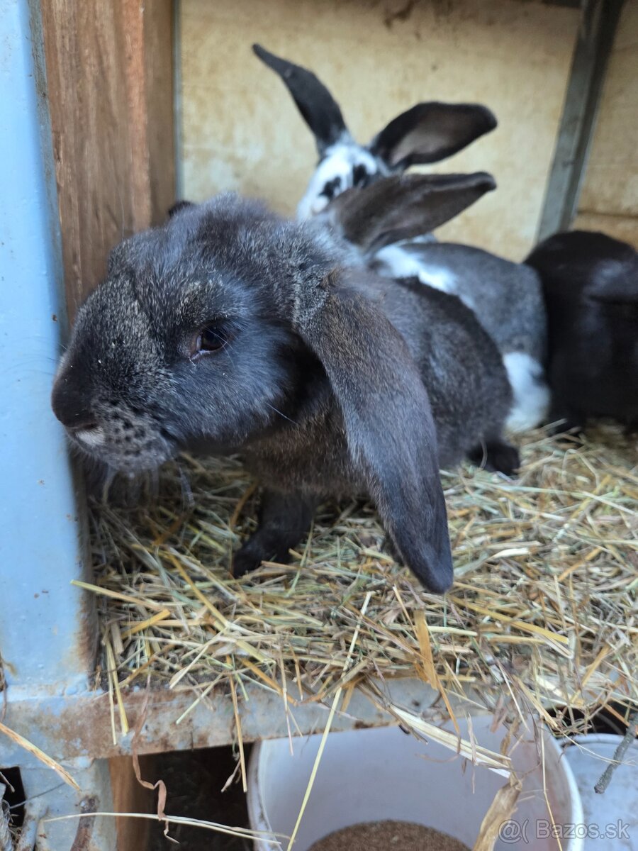 Predám králiky - 2