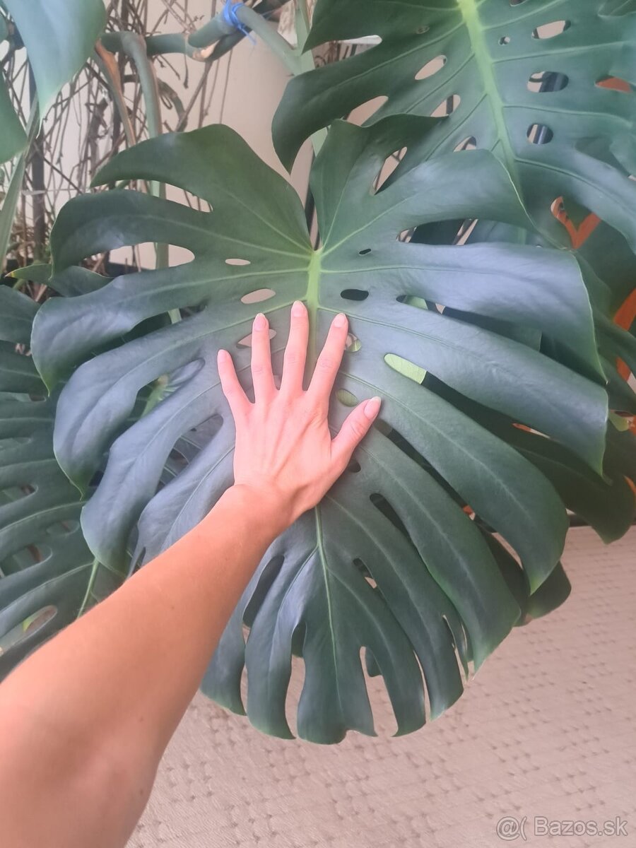 Monstera deliciosa - 2