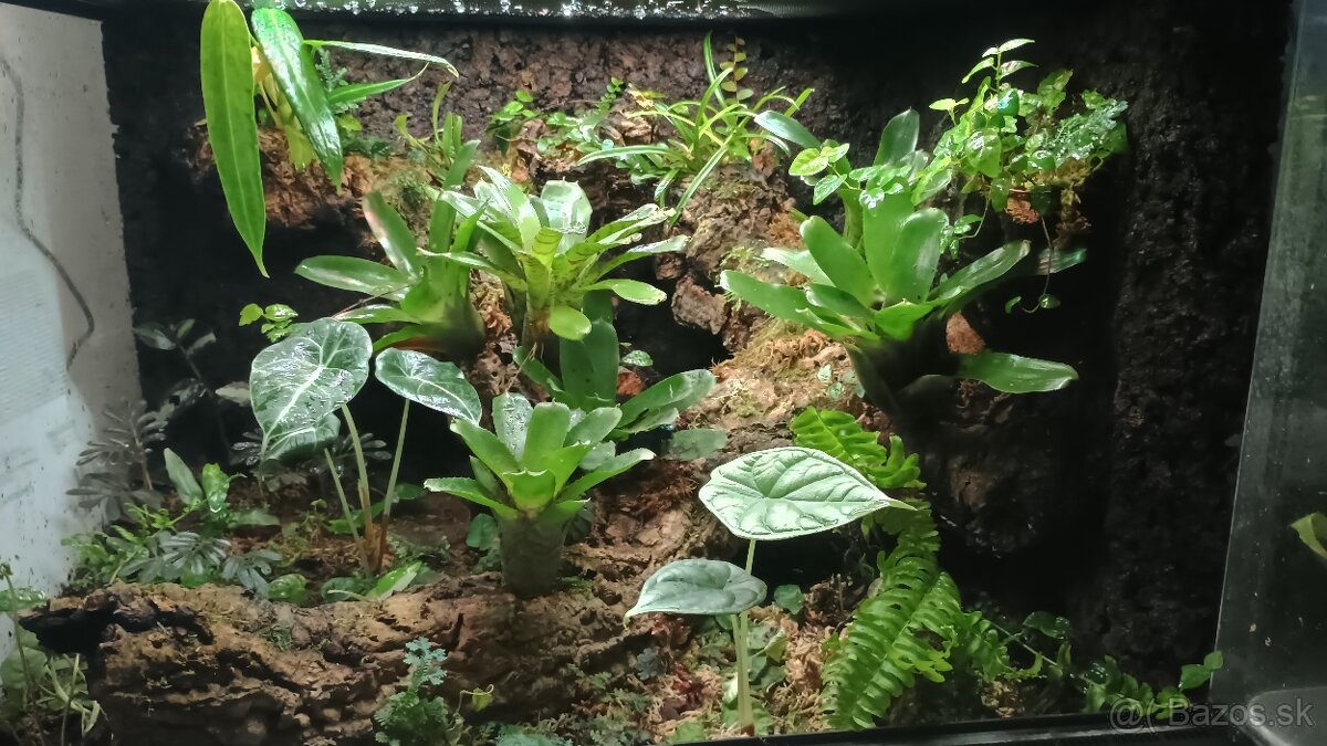 Terárium exoterra 60x45x45 - 2