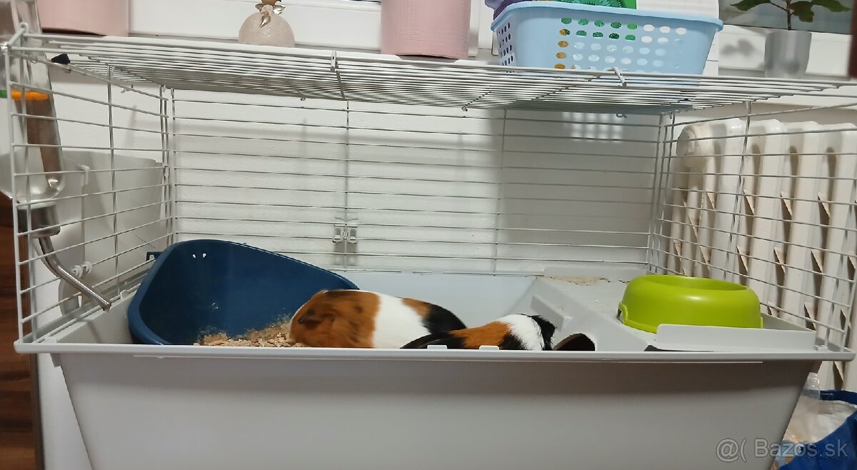 Darujem dve morčatá. - 2