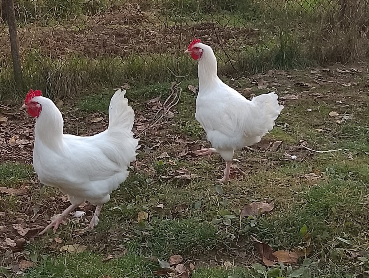 Kohút Marans biela - 2