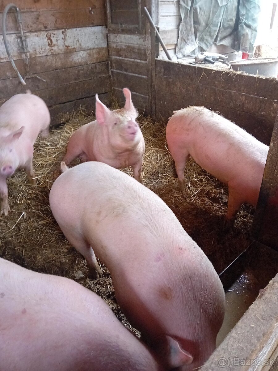 Predám prasata na zabitie - 2