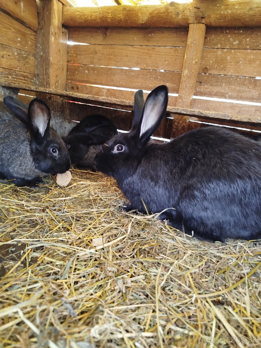 Králiky - 2