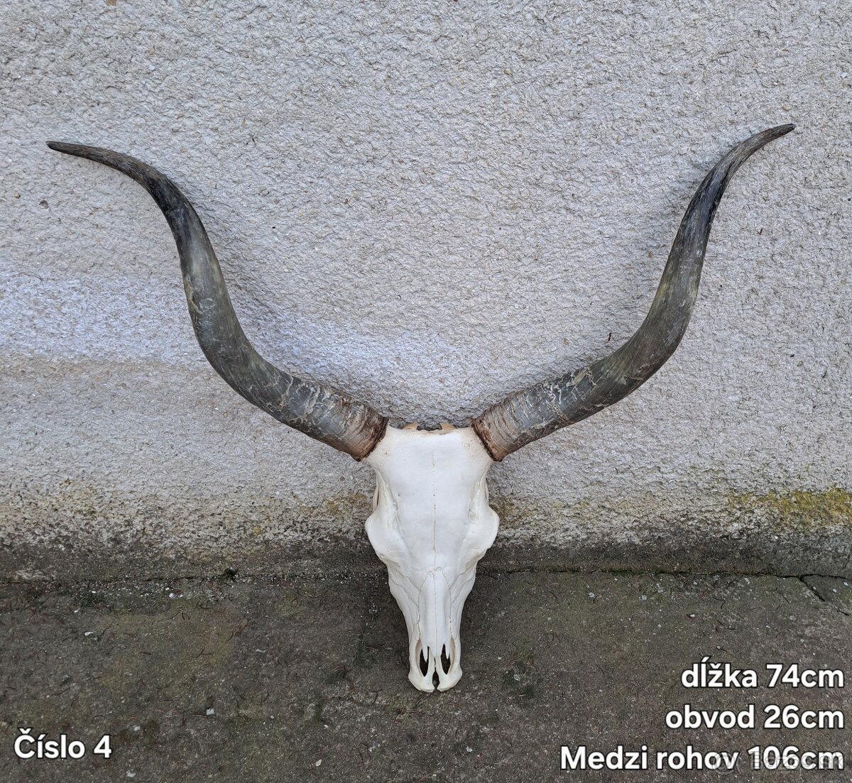 Trofeje, maďarský stepný - 2