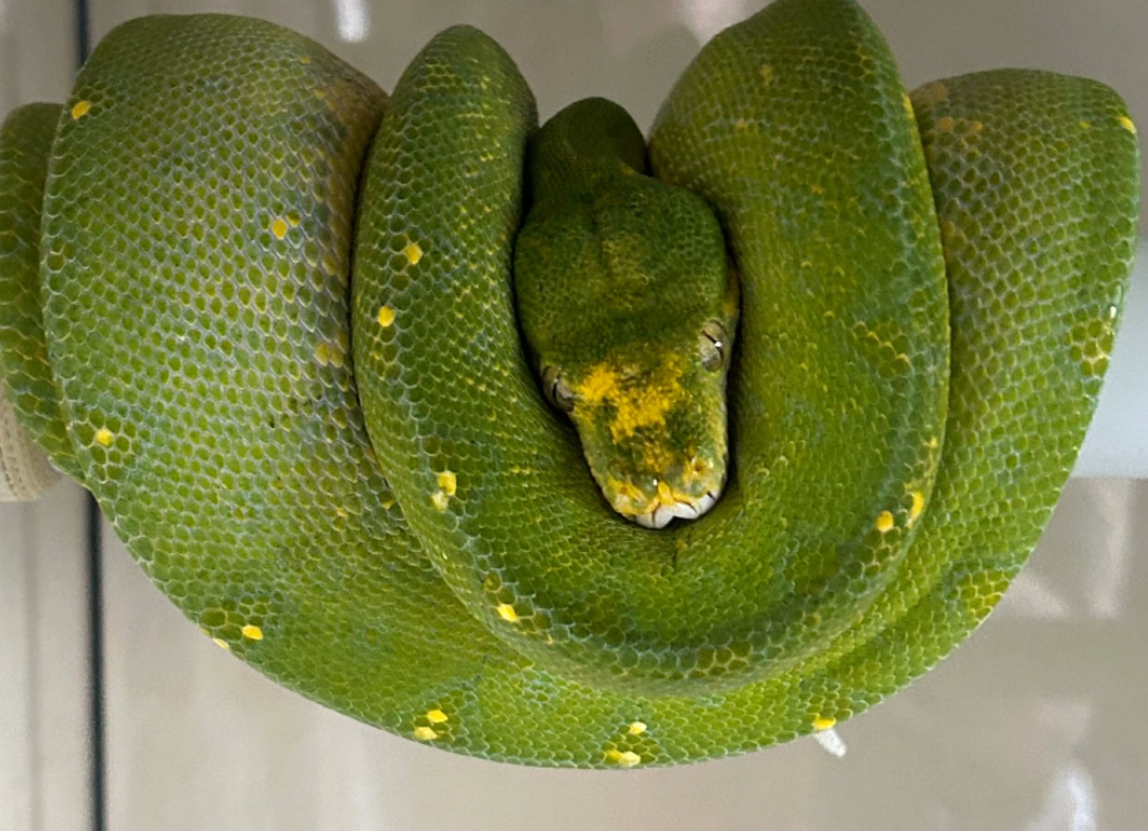Morelia viridis - Pytón zelený - 2