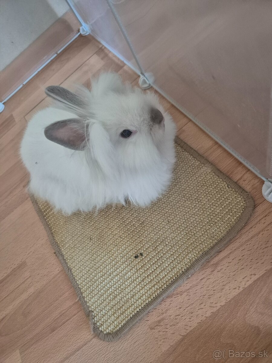 Zákrsly teddy králik - 2