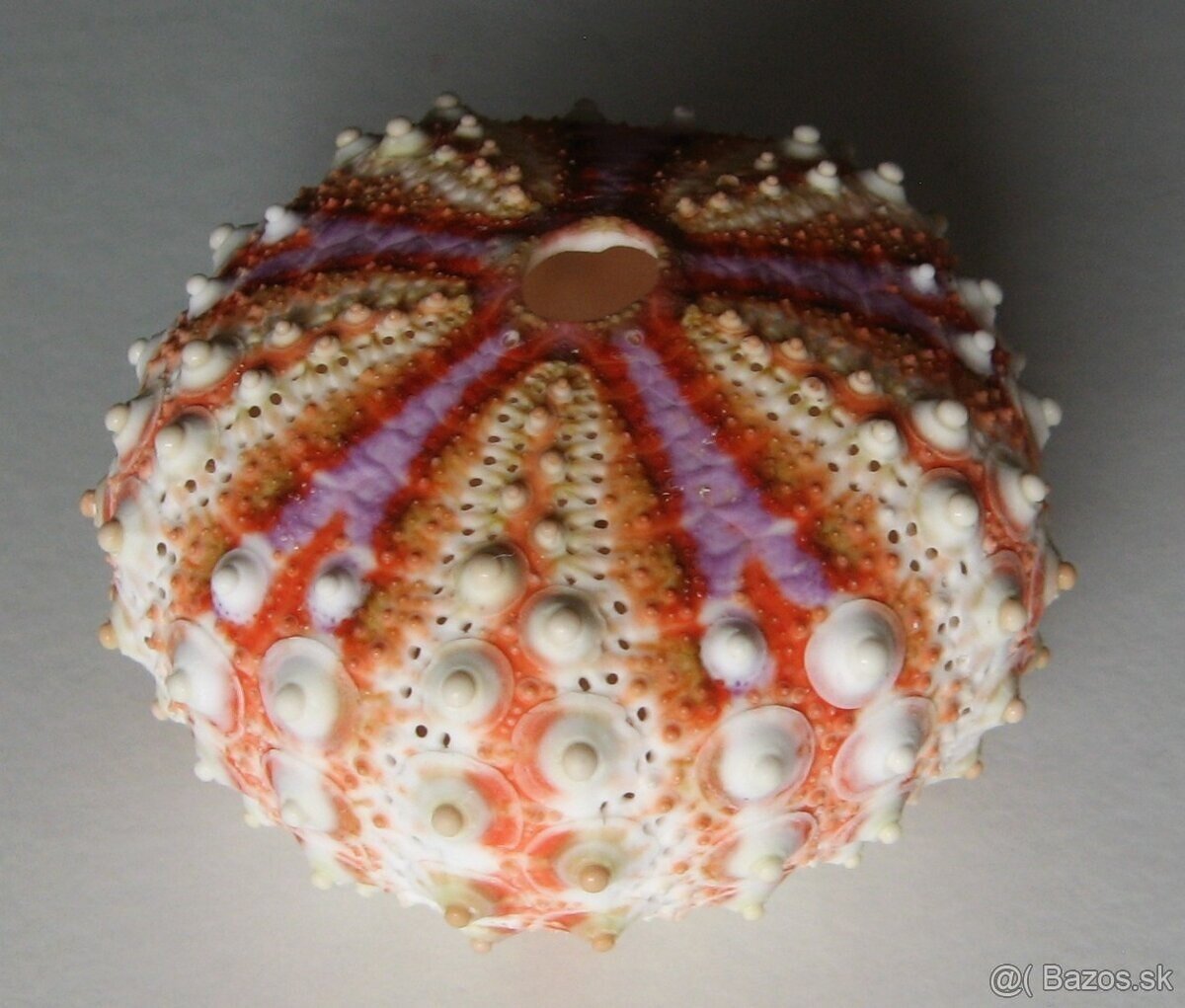 Vzácný mořský ježek - 2