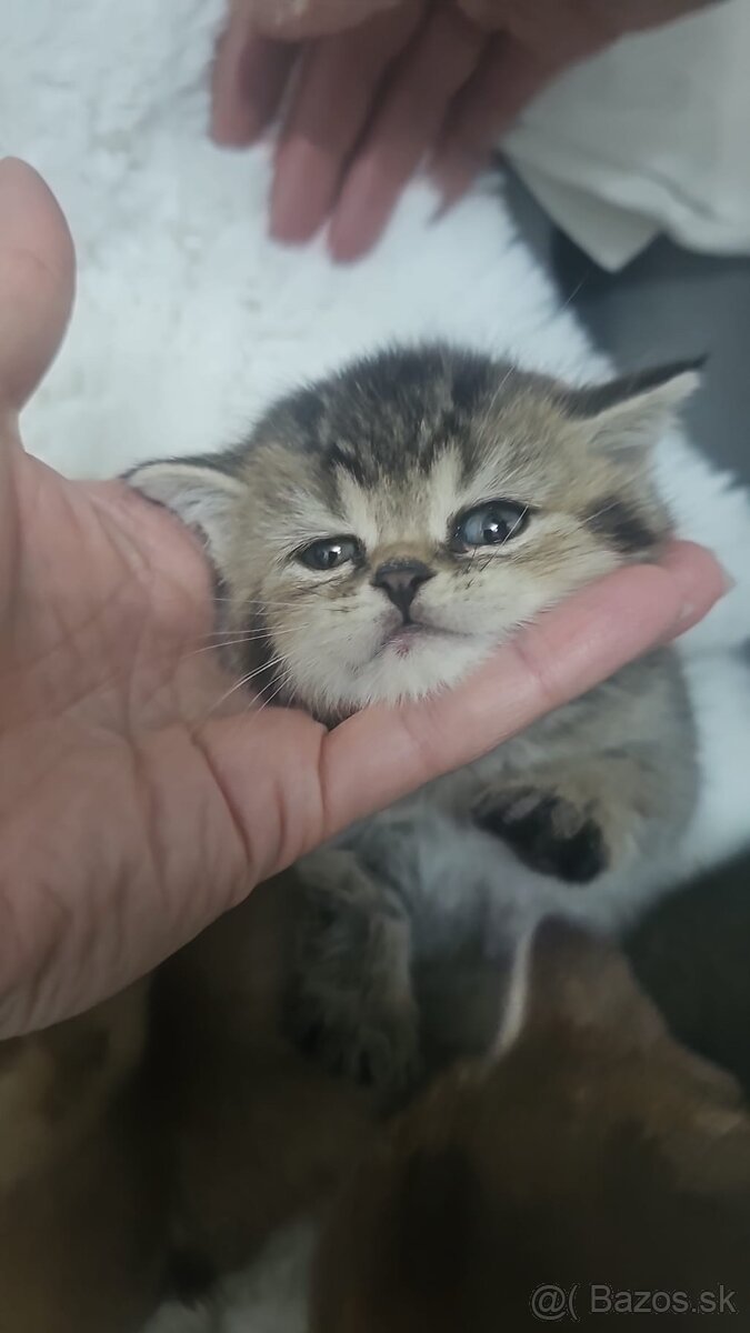 Britská cincila - 2