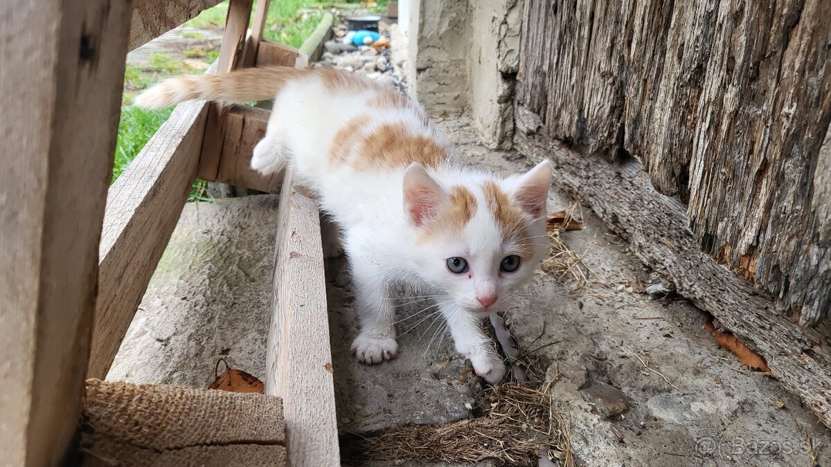 Darujem mačiatka - len do dobrých rúk - 2