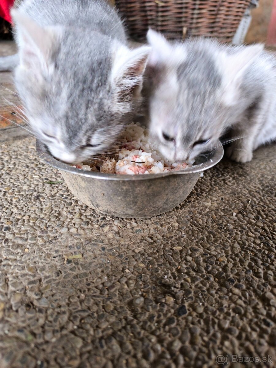 Mačiatka hľadáme domov - 2