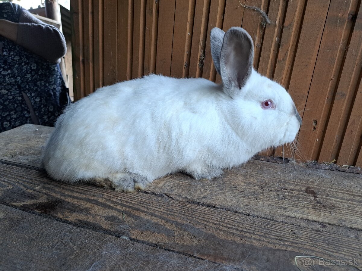 Nitriansky králik.a Meklenburský králik - 2