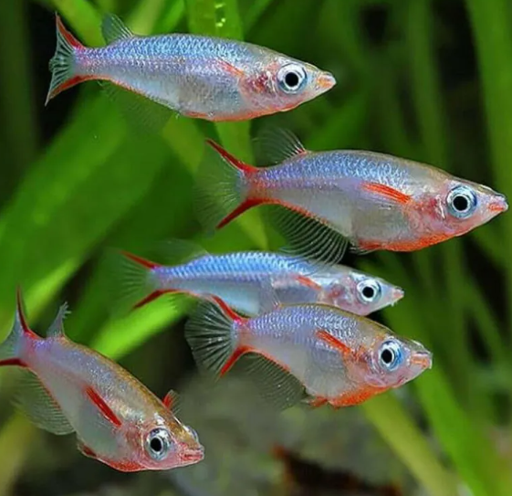 Medaka japonská (oryzias woworae), živé krmivo, rastliny - 2