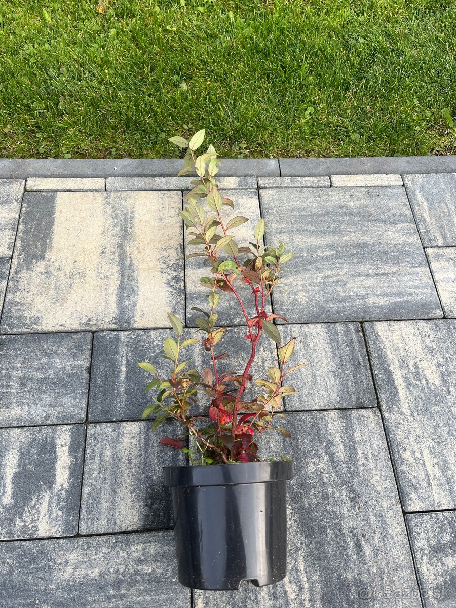 Sadenice kanadskej čučoriedky - 2