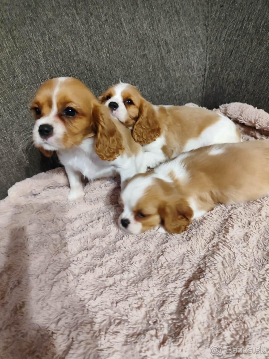 Cavalier Cavalier king Charles spaniel - 2