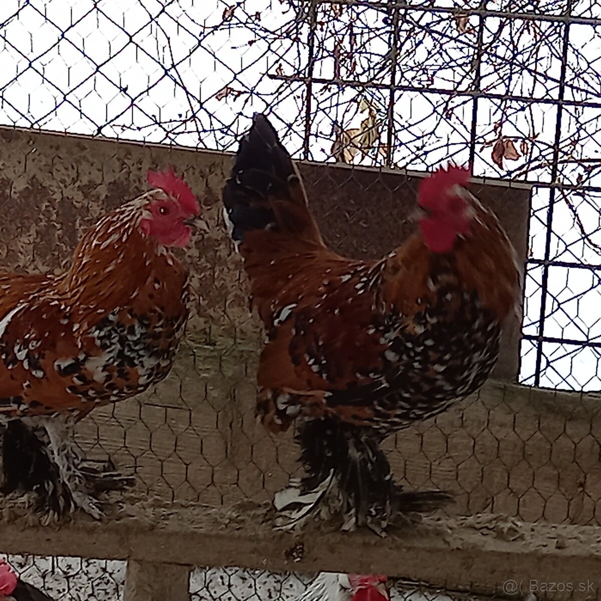 Milflérka trojfarebná - 2