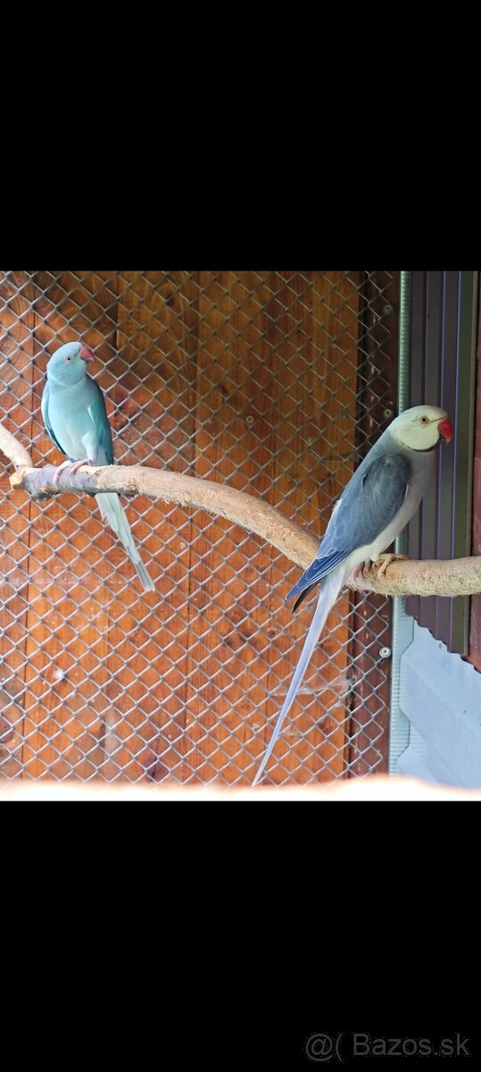 Predám Alexander malý violet Hch +modrá Hch - 2