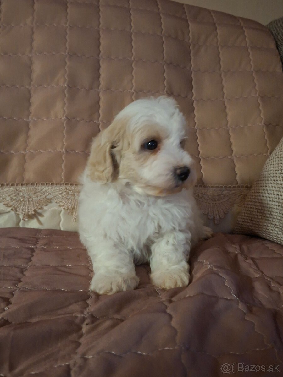 Maltipoo - 2