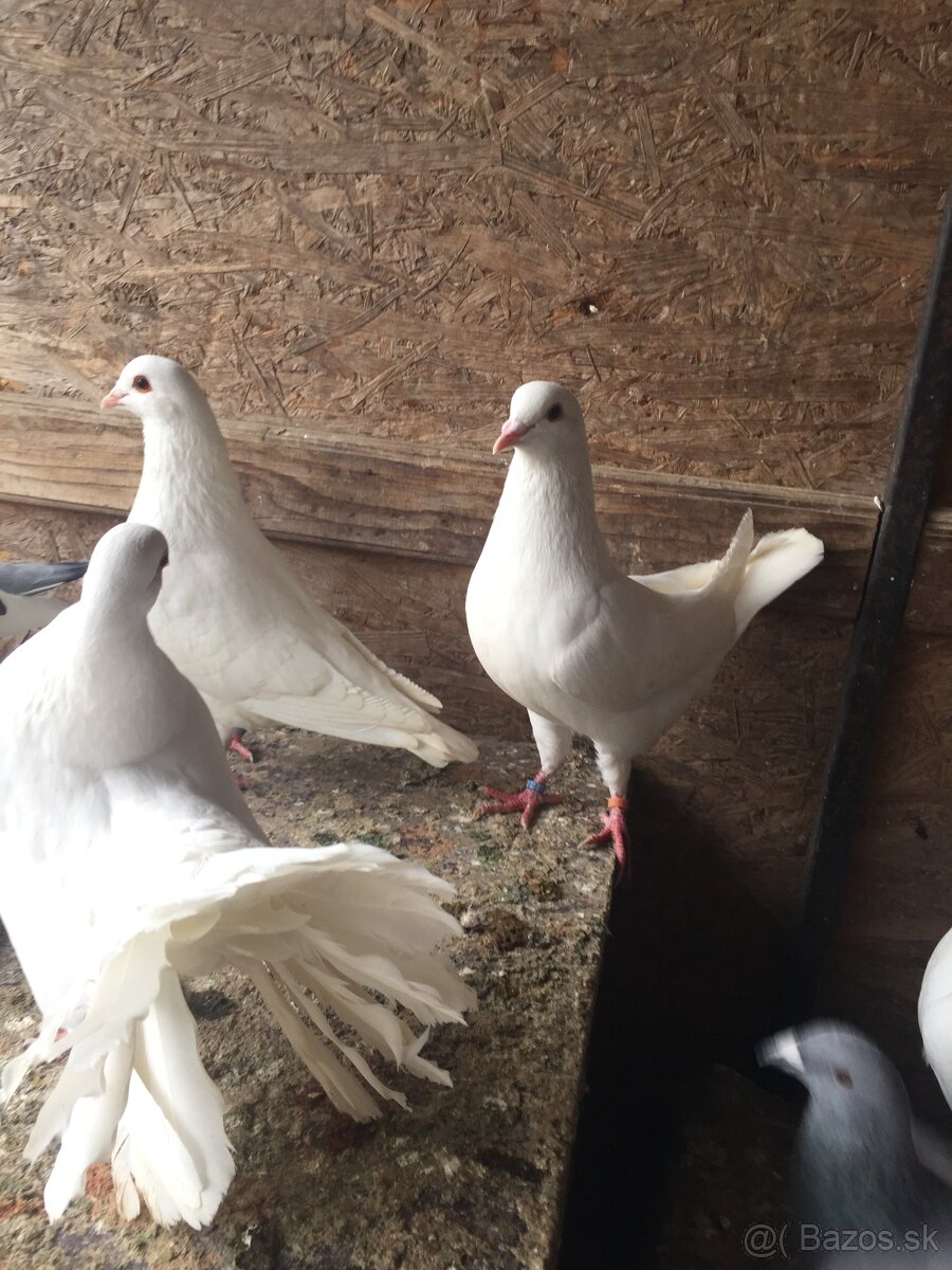 kalifornský holub - 2