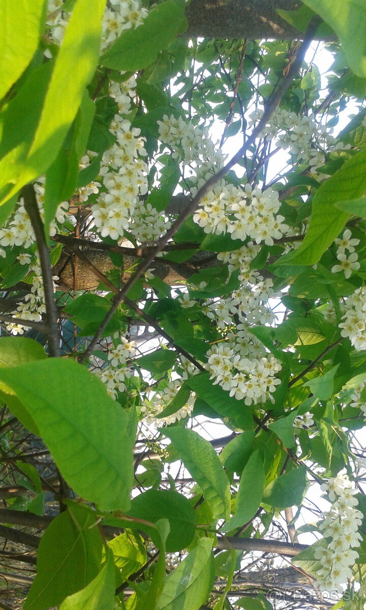 PRUNUS PADUS-májový strom - 2