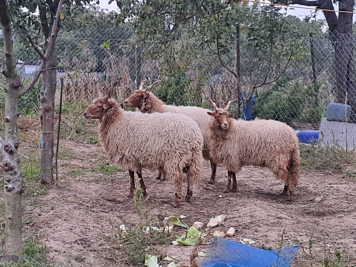 Racka - 2
