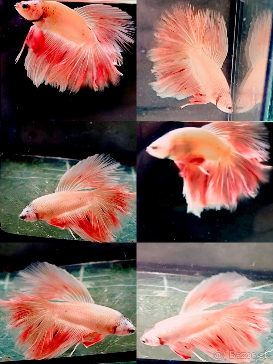 Betta Splendens - Bojovnica Pestrá. - 2