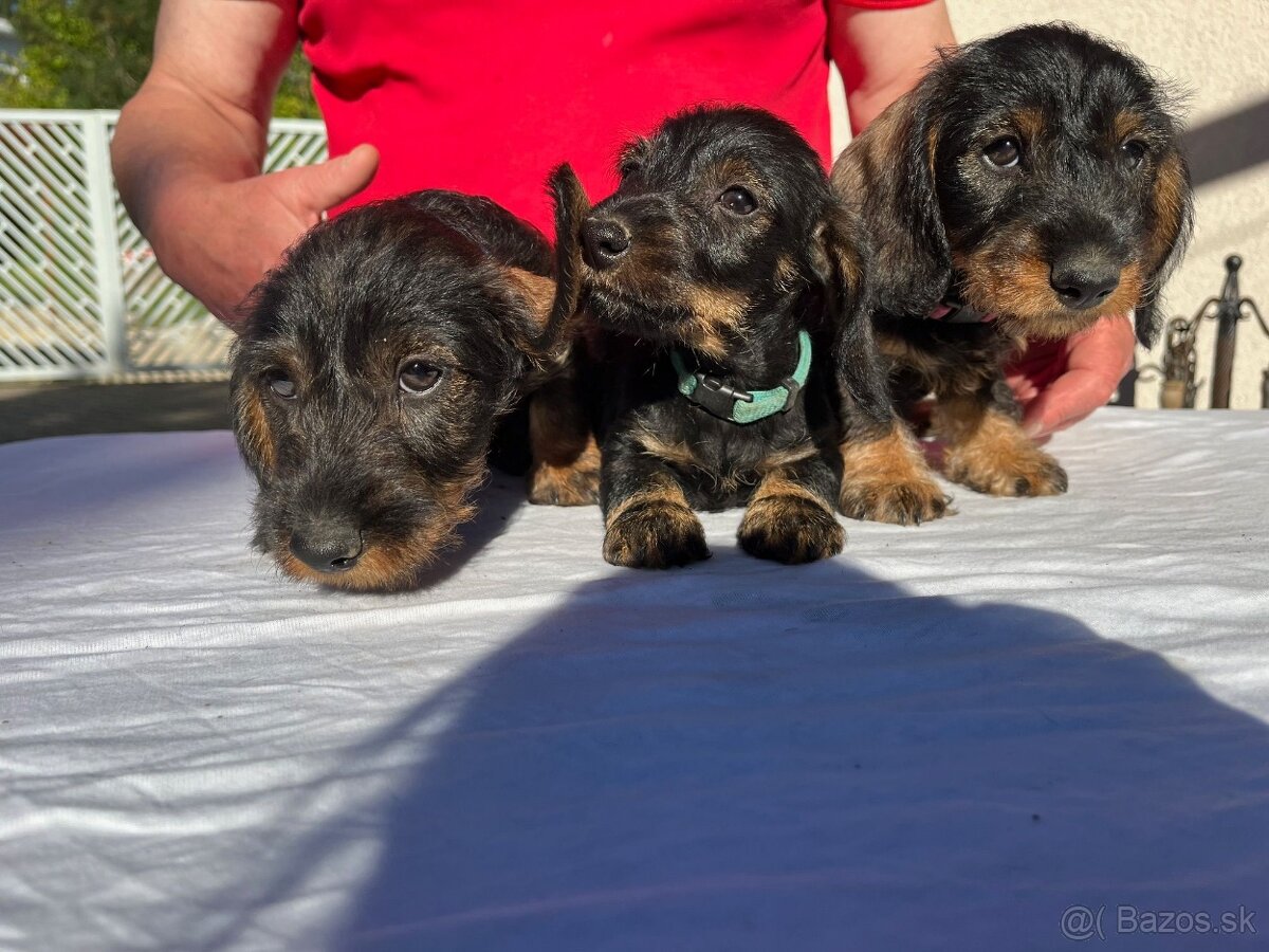 Jazvečík hrubosrstý trpasličí - 2