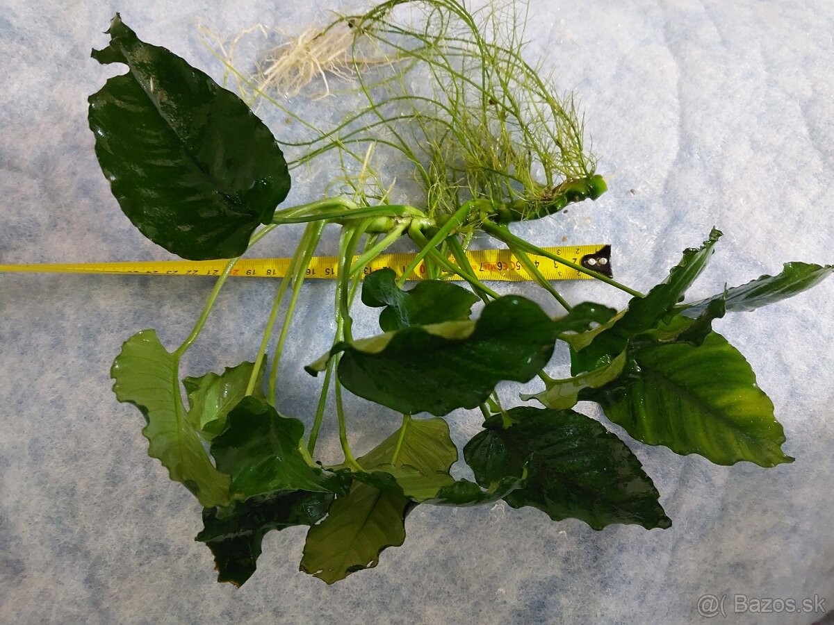 Mecun cierny,rastliny - 2