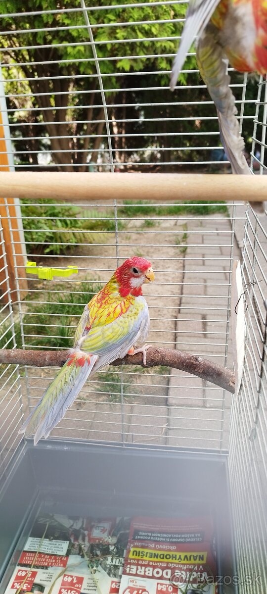 Rozely - 2