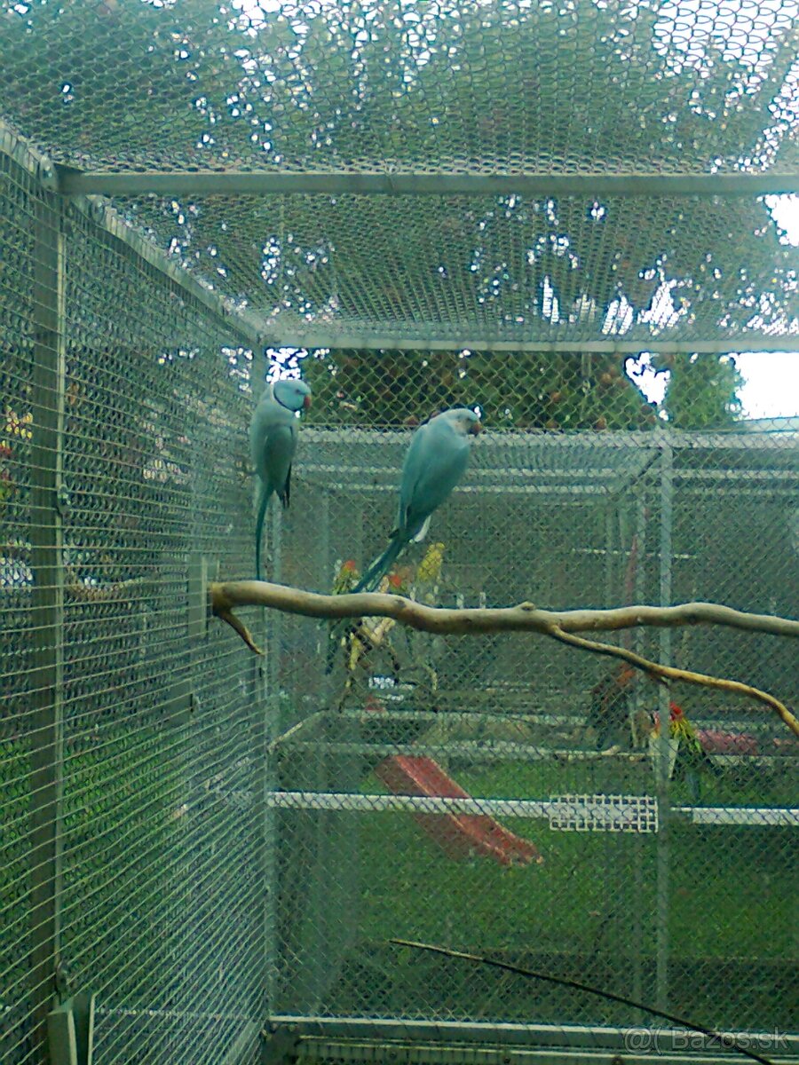 Alexander maly modry - 2