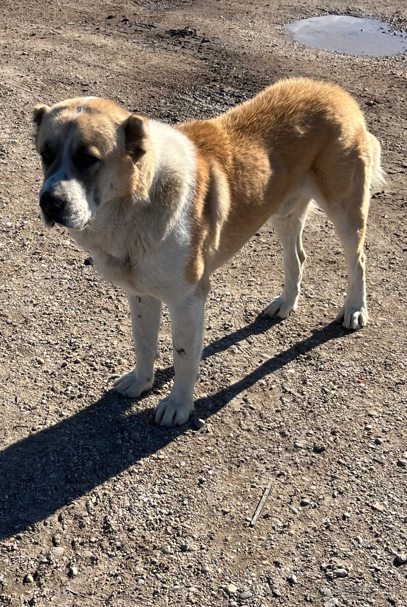 Stredoazijsky ovčiak/SAO - 2