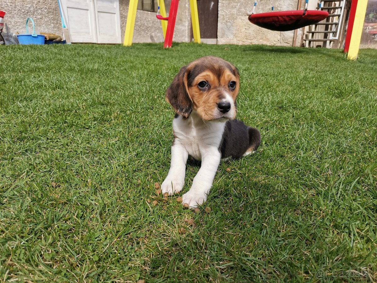 bígl, bígel, beagle - 2