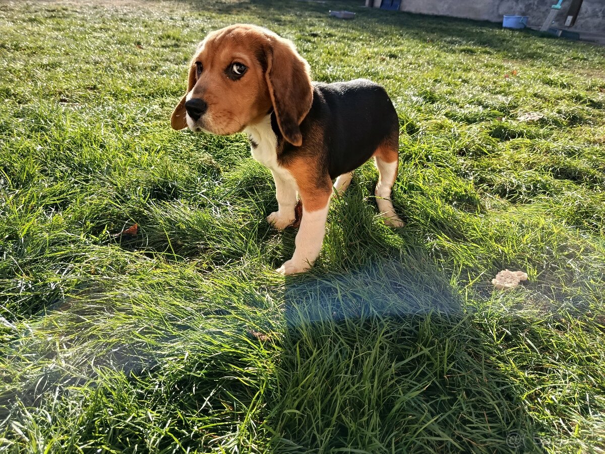 bígl, bígel, beagle - 2