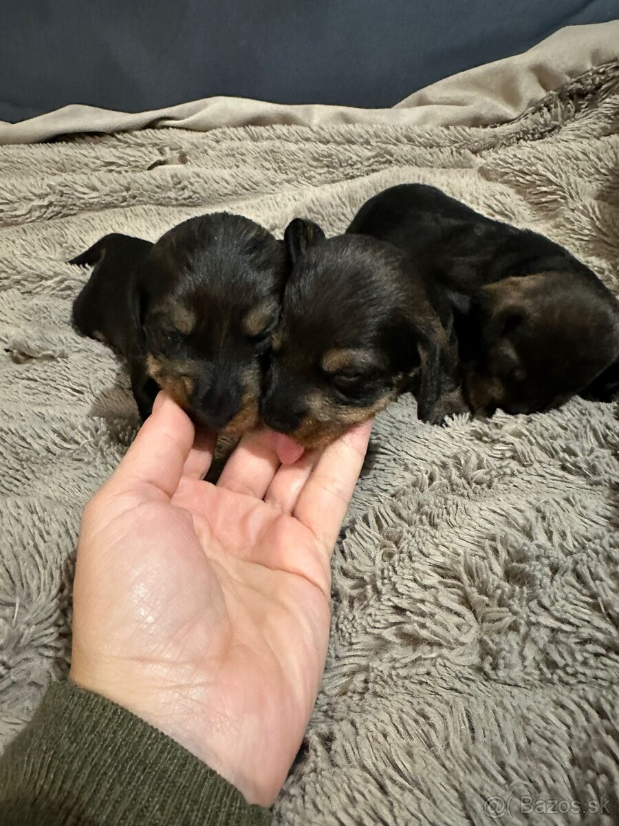 Jazvečík hrubosrstý trpasličí/králičí - 2