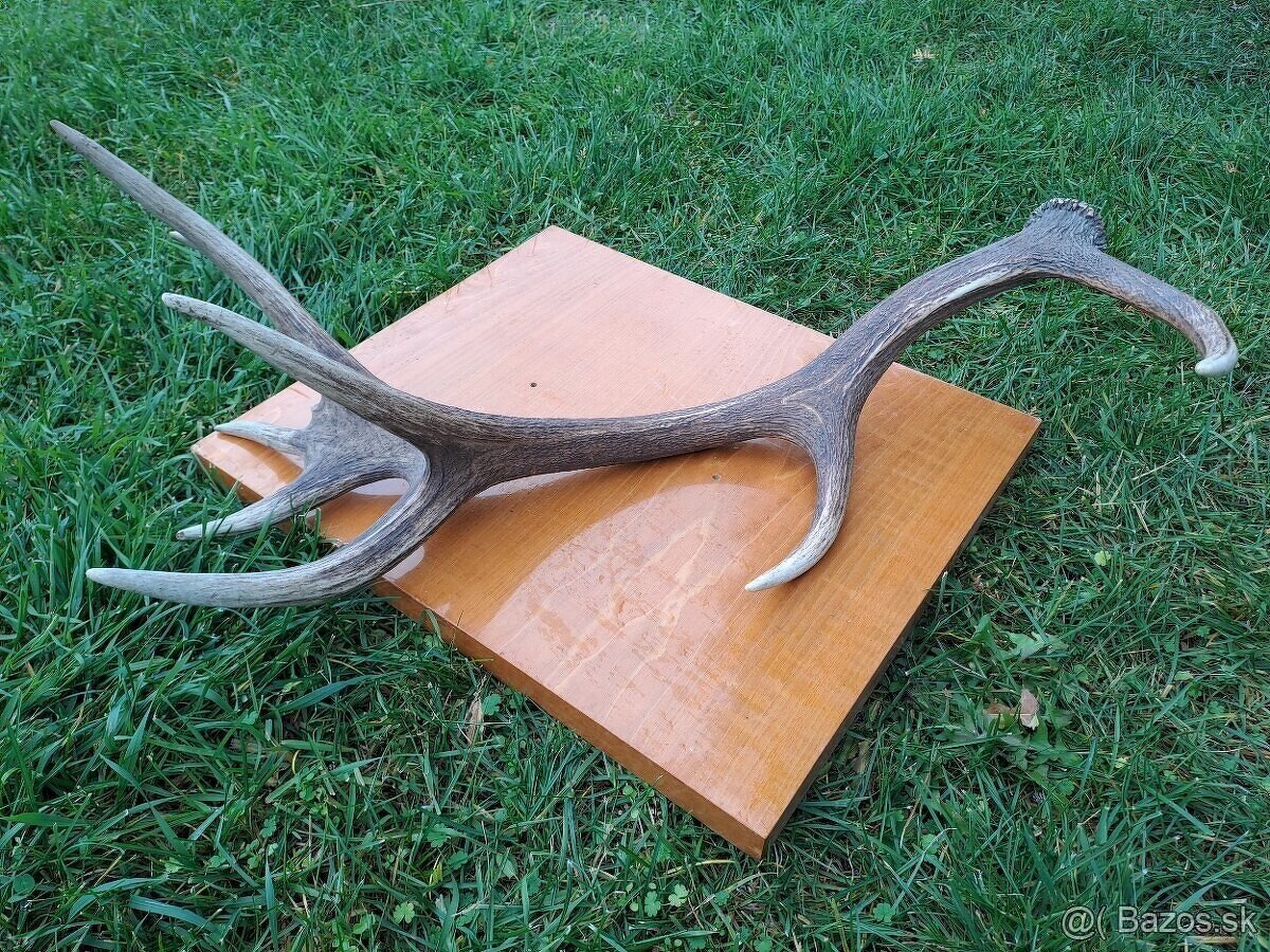 Predám raritný zhod z jeleňa 18toraka. Váha 2,32kg. Dĺžka cc - 2