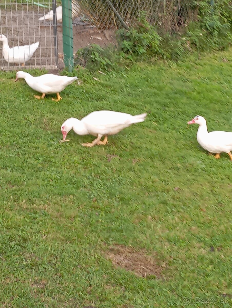 Pižmova kačica - 2