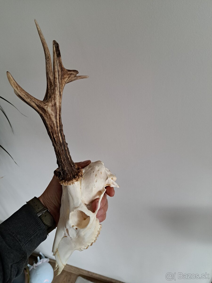 Srnec 500h parohy parozie - 2