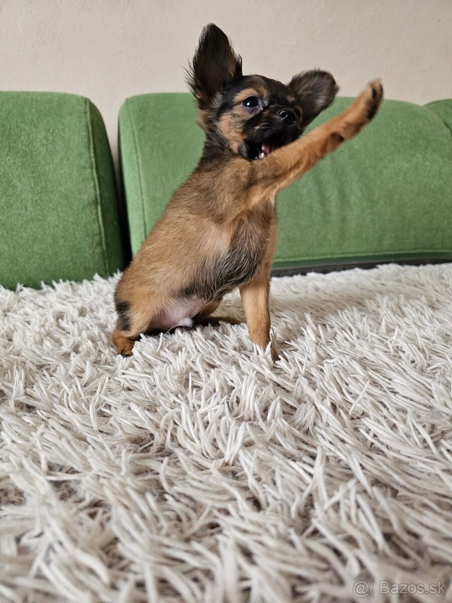 Ruský toy s PP v FCI - 2