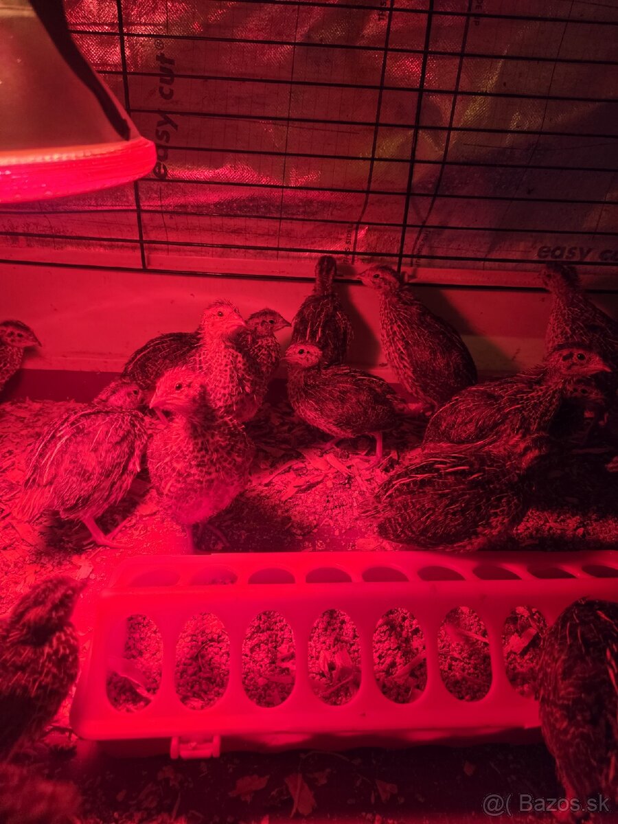 Prepelice Faraón Jumbo - 2