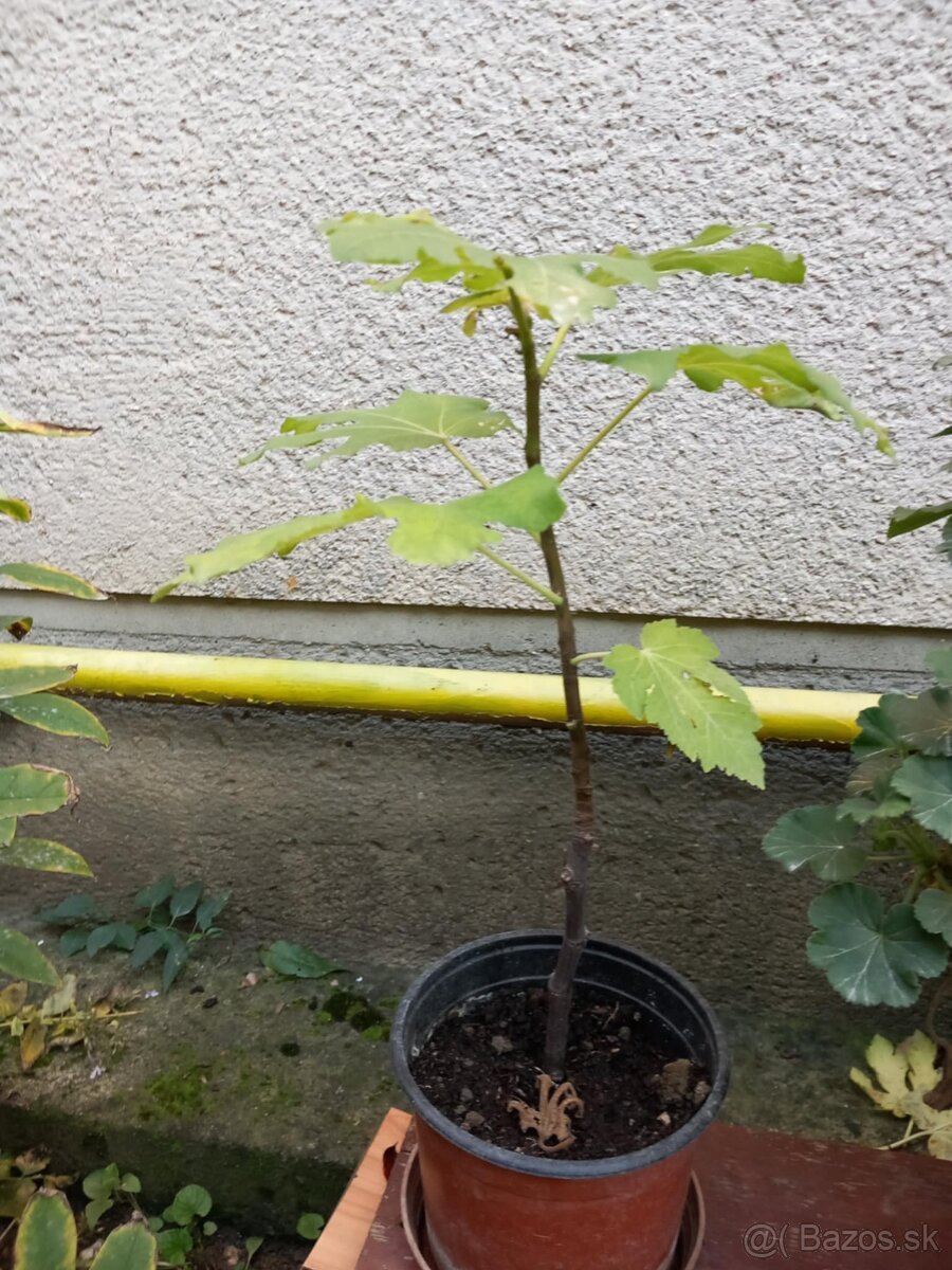 Predám figovník - 2