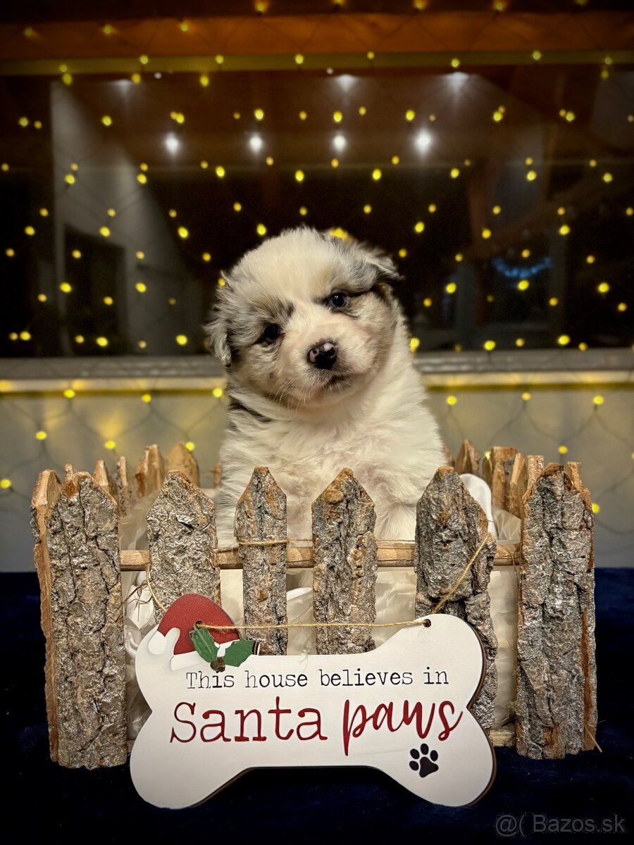 Austrálsky ovčiak s PP - 2