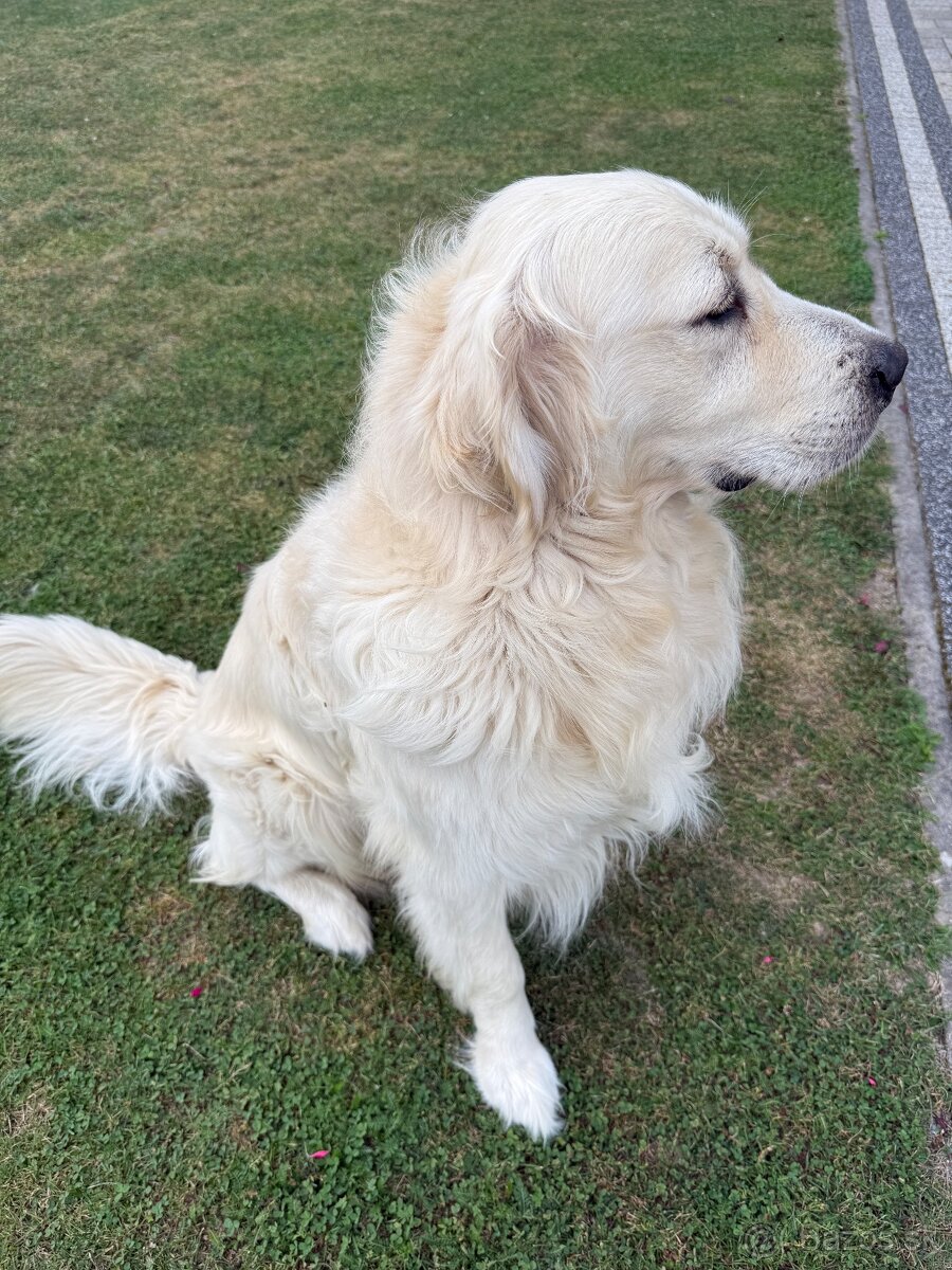 Zlatý retriever krytie - 2