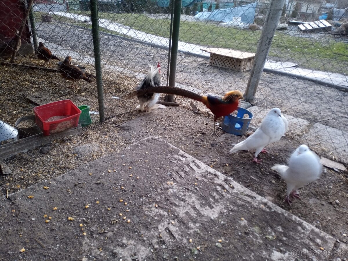 Bažant zlatý a strieborný ,Indické bežce - 2