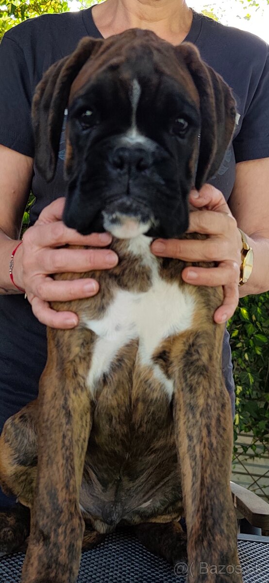 Nemecký boxer - 2