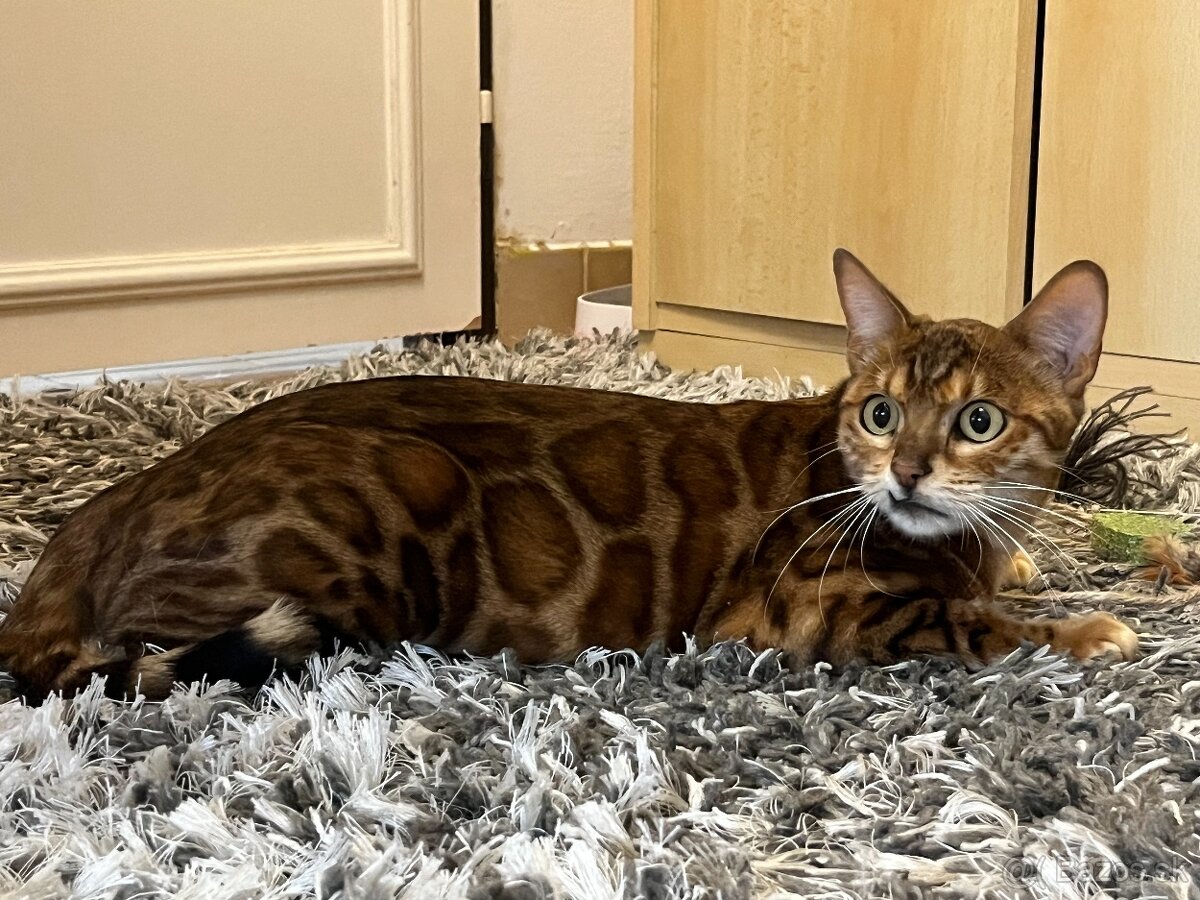 Bengalska mačka - 2
