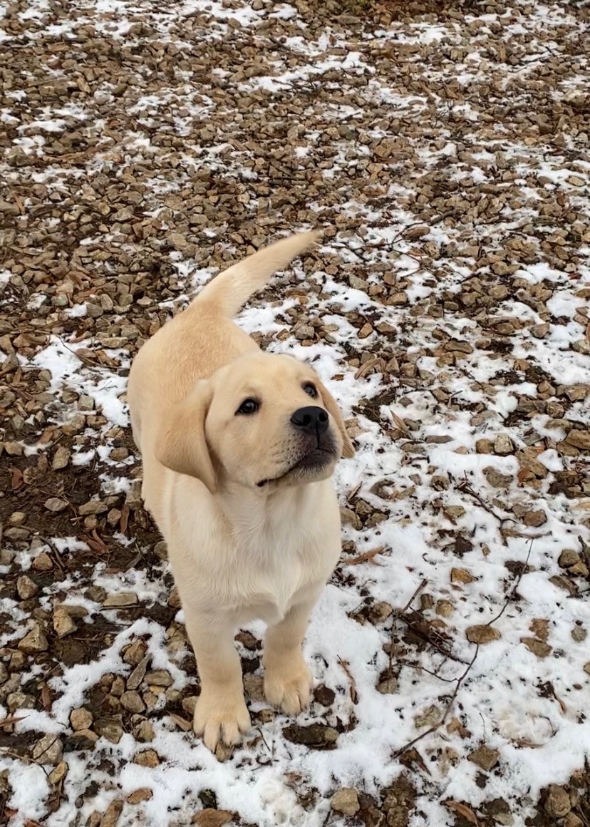 Labrador retriever s PP - 2