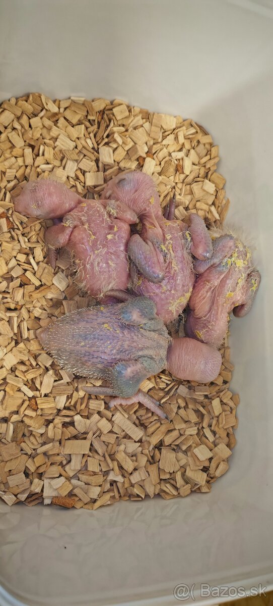 Amazonik bielobruchy - 2