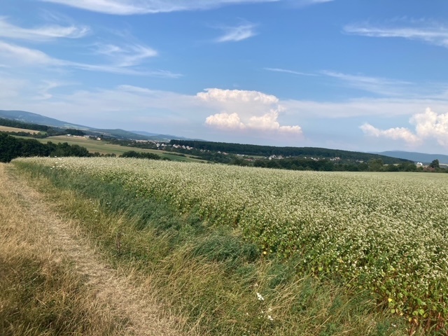 Na predaj pozemok v obci Rudník. - 2