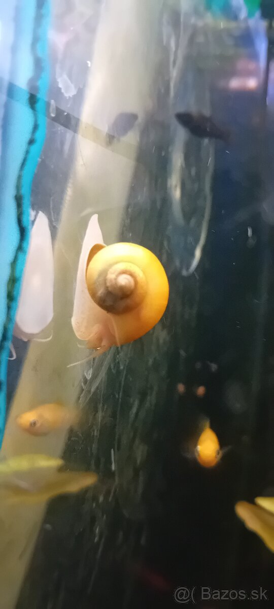 Ampularia žltá - 2