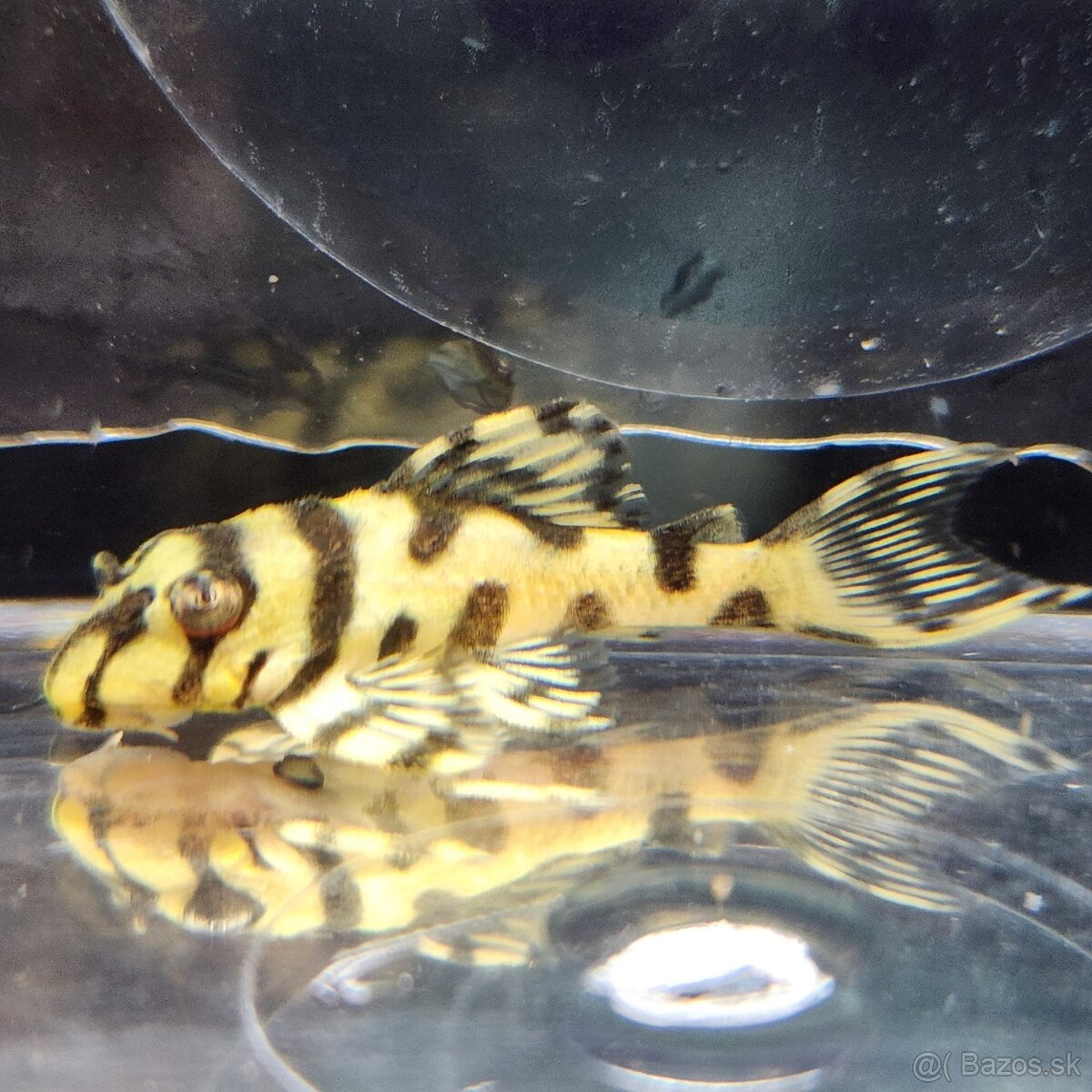 ‼️ Hypancistrus L236 super Yellow ‼️ - 2
