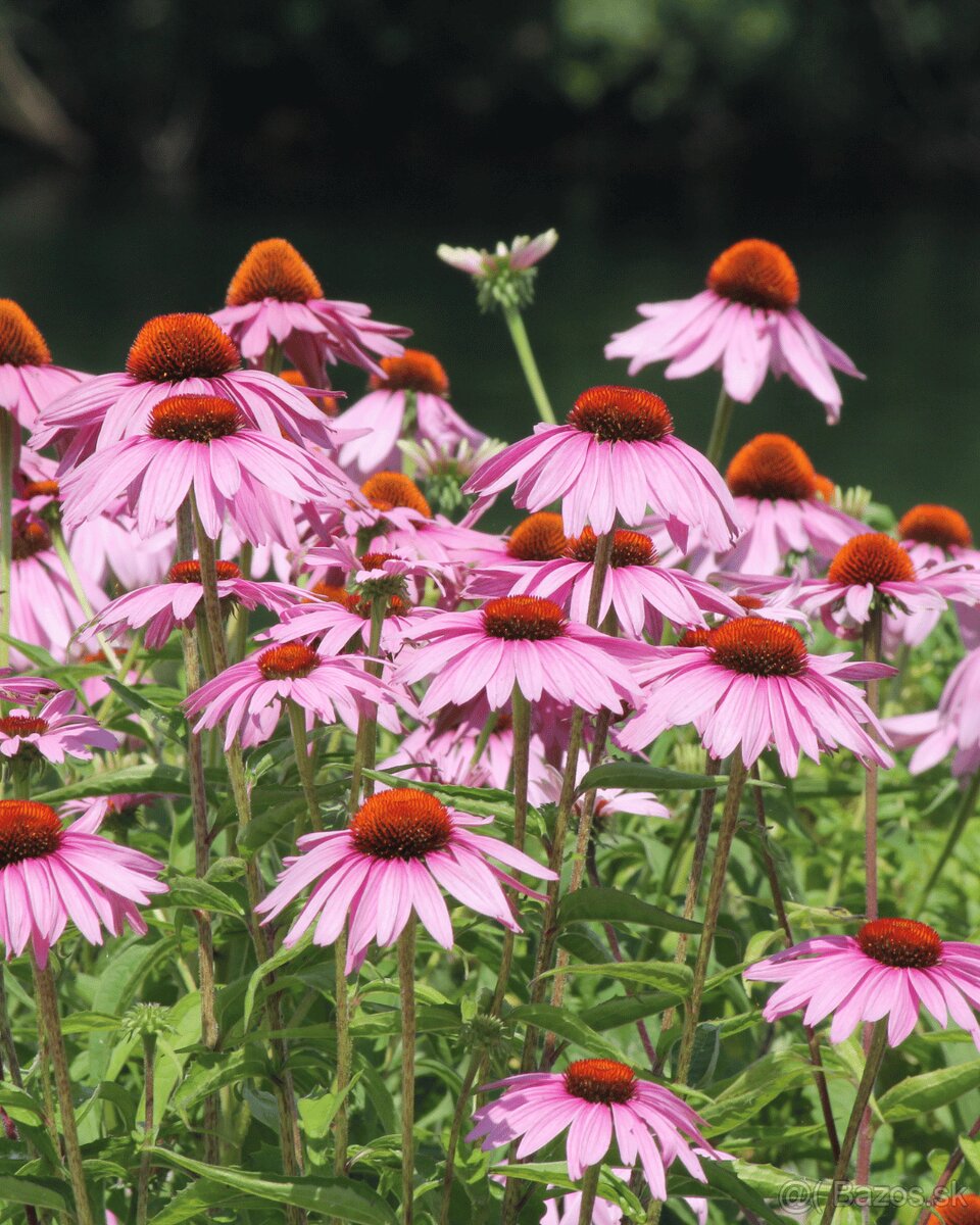 Echinacea purpurová 'Magnus' - 2
